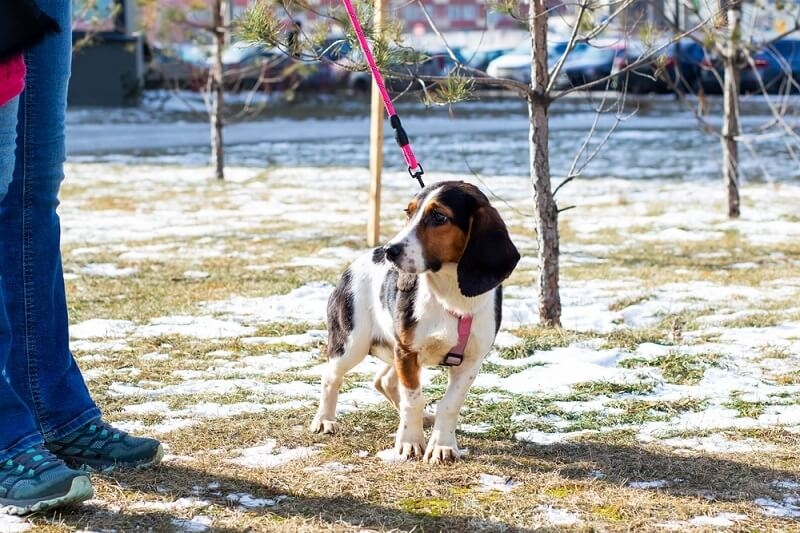 dog is on morning walk with owner 