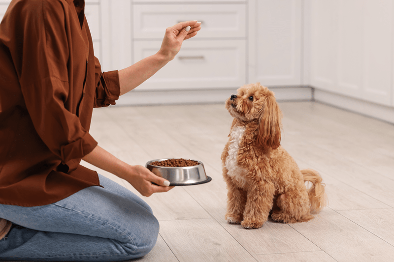 dog weight management diet