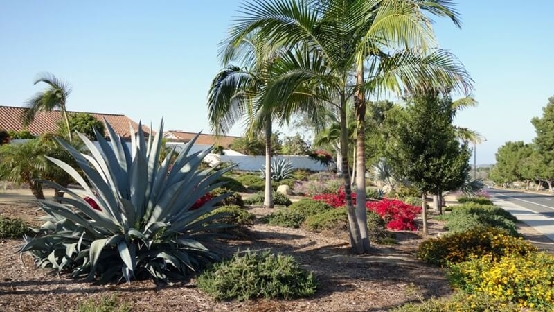drought-tolerant-plant