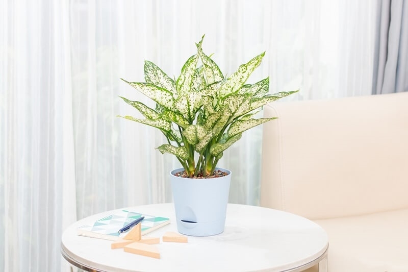 easy-indoor-plants