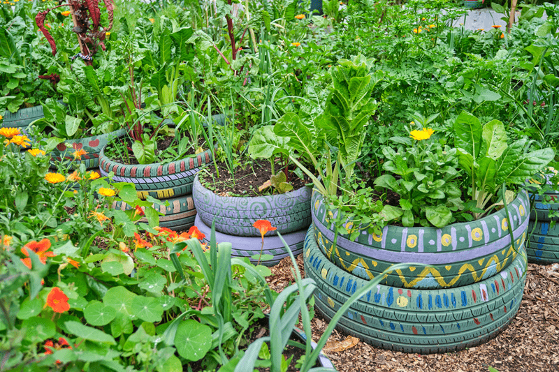 easy plants, starter plants, gardening for beginners, low effort plants, first time gardening