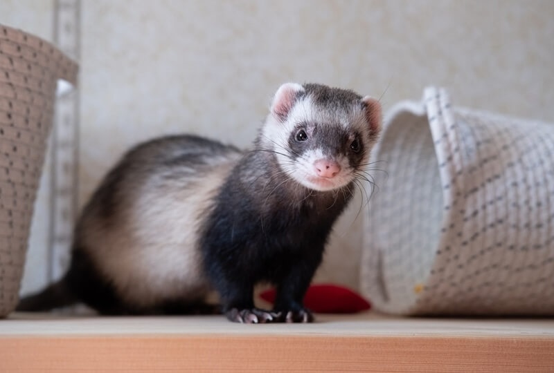 ferret-adrenal-disease