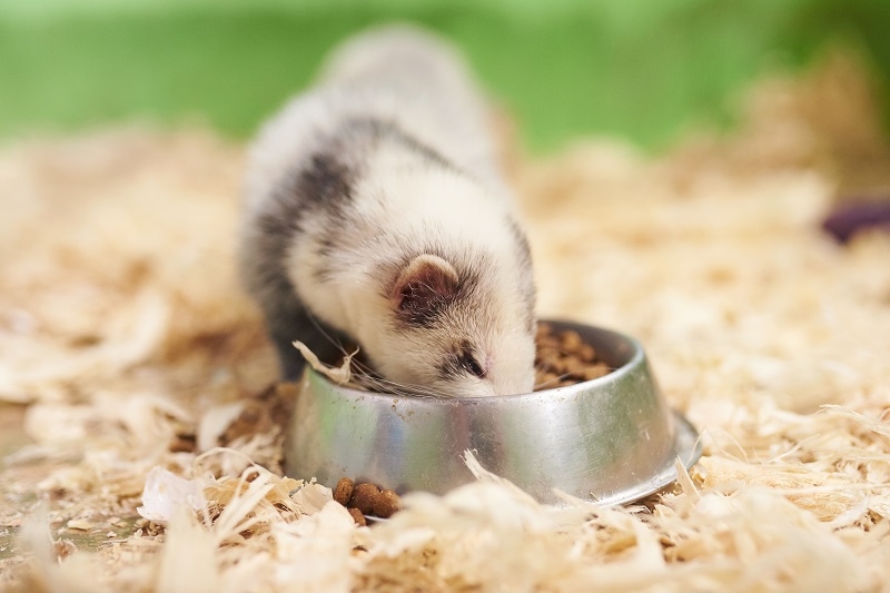 Affordable Ferret Diet Options