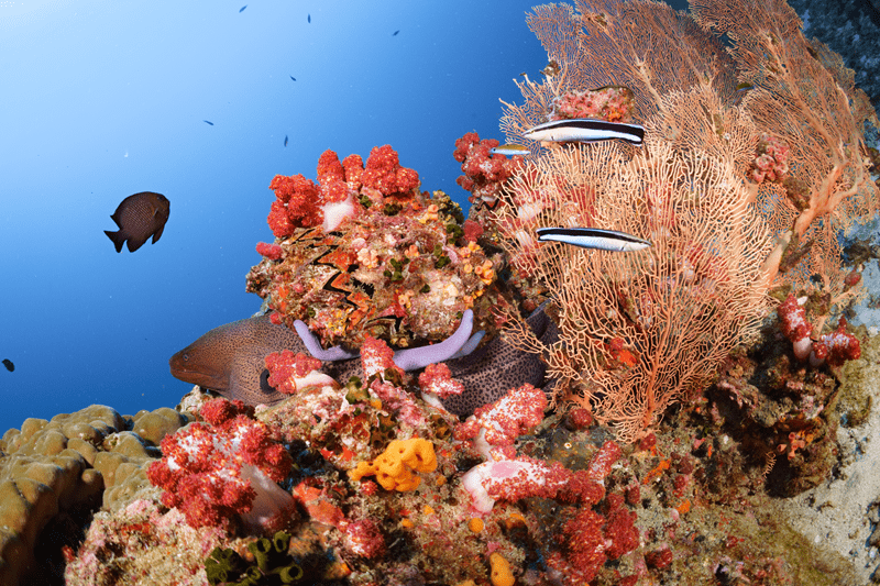 freshwater habitats, saltwater habitats, fish behavior guide, aquatic ecosystems, fishing location tips