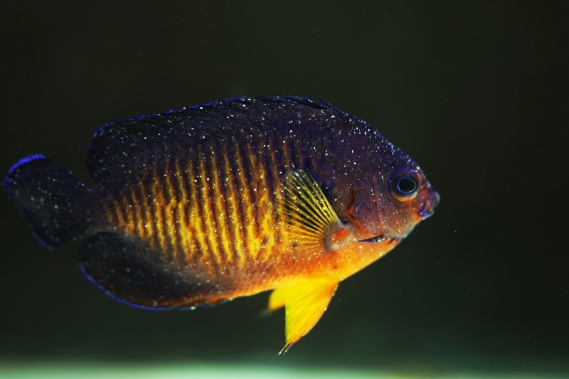Fish Ich Disease Symptoms