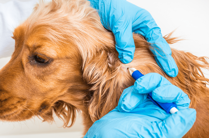 flea and tick prevention for dogs