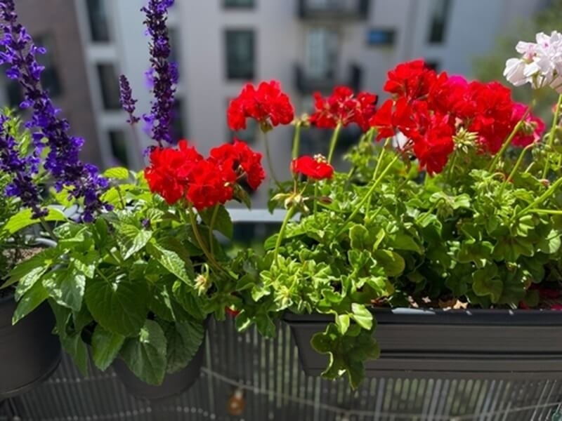 flower-blooming-in-summer
