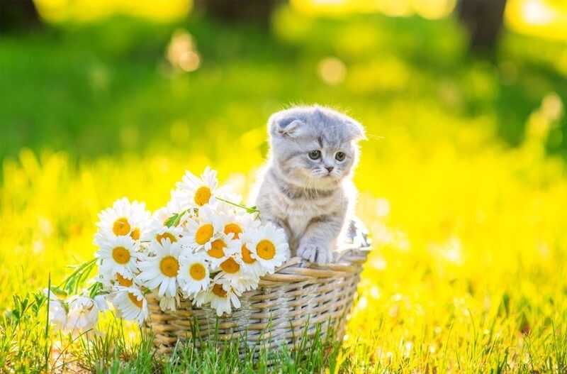 flower-of-friendship