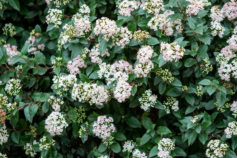 flowering shrubs care