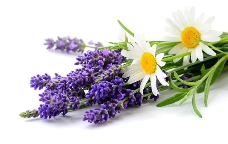 flower-with-healing-power