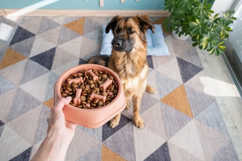 woman giving digestive diet to dog