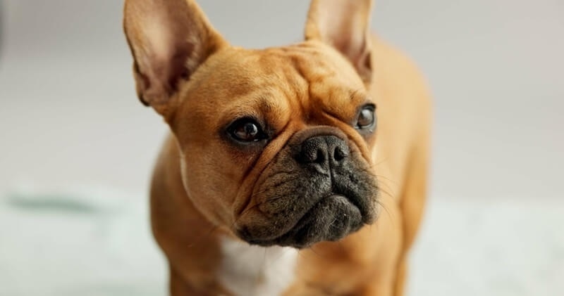 french-bulldog