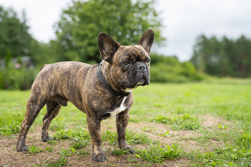 Frenchie Care And Training Tips