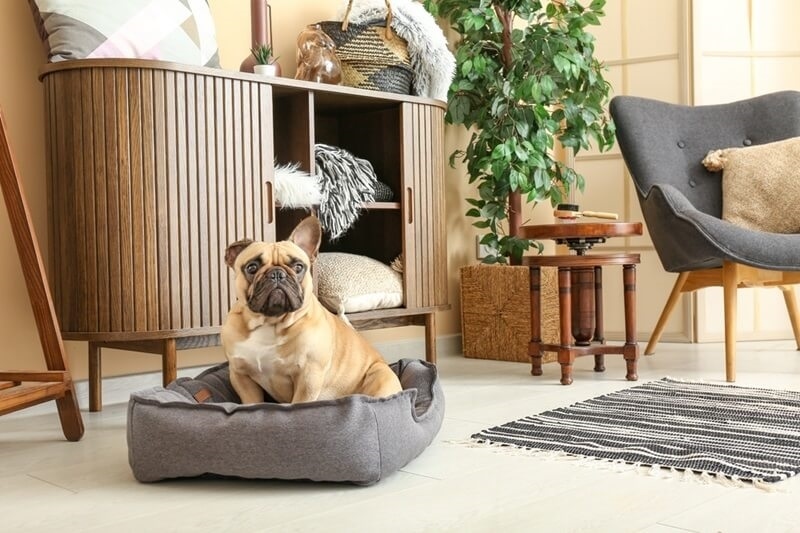 french-bulldog-in-apartments