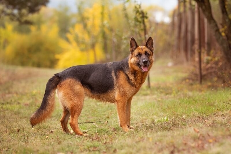 german-shepherd