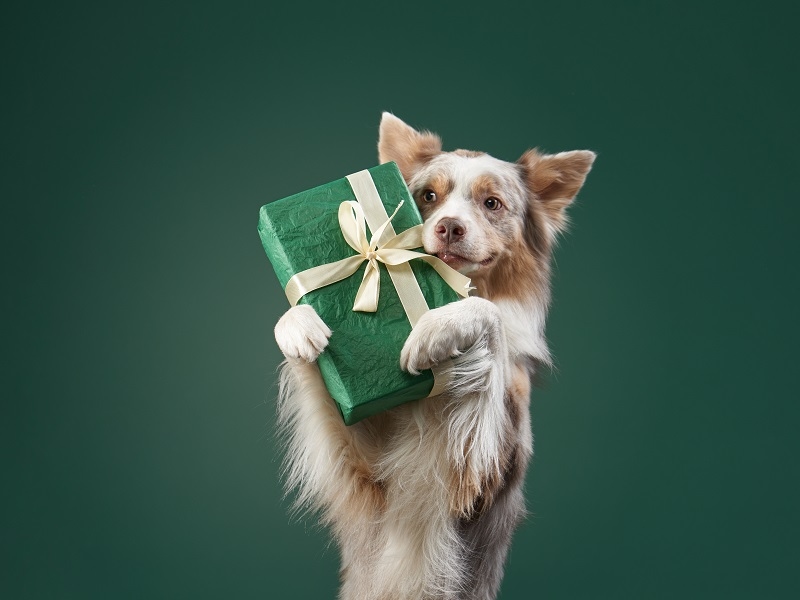 pet memorial gifts