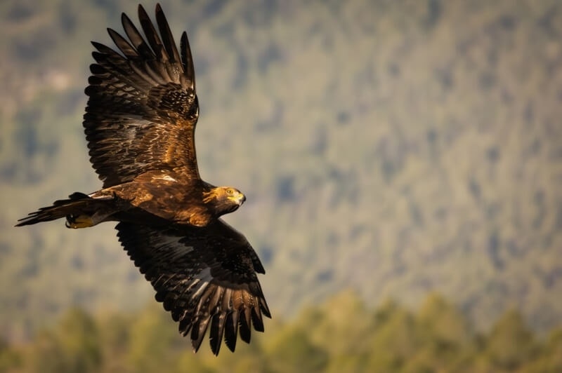 golden-eagles-in-sage-ranch-park