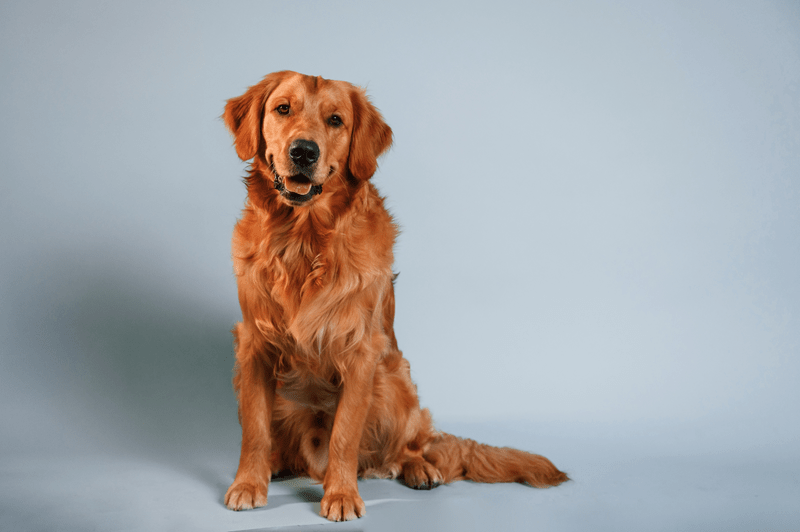 Golden Retriever Traits 