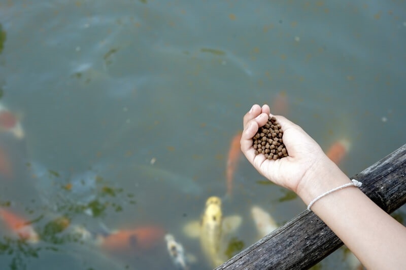 goldfish-pellet-food