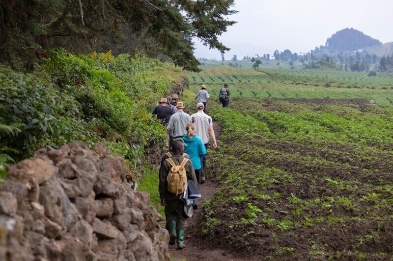 gorilla-trekking-in-rwanda
