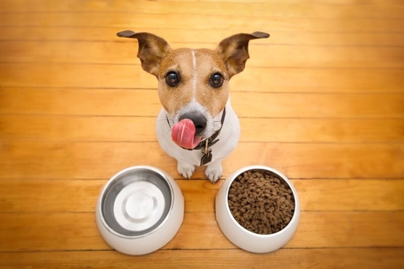 grain-free-dog-food-benefits