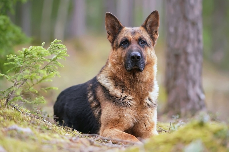 GSD