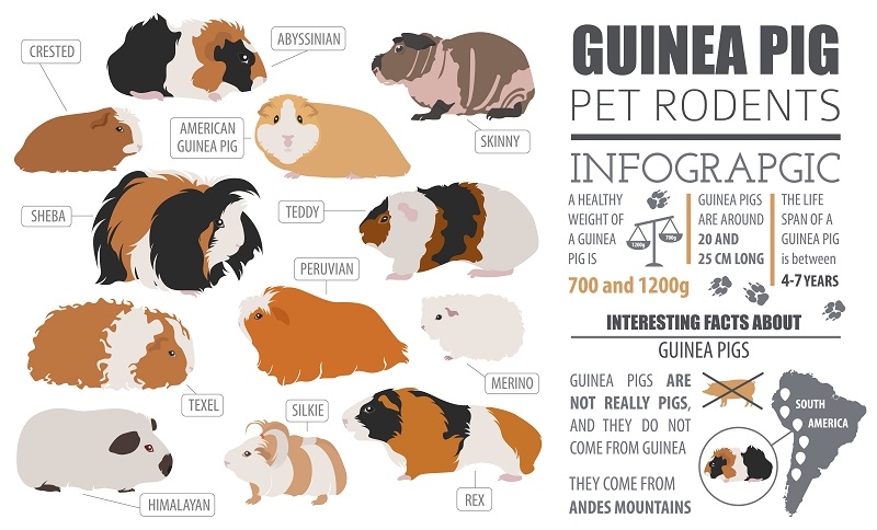 Guinea Pig  Types