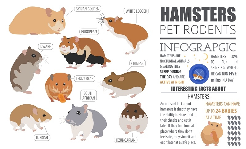 Hamster Breed Differences