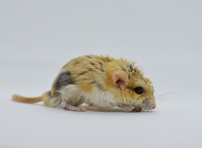 hamster-wet-tail-disease-causes