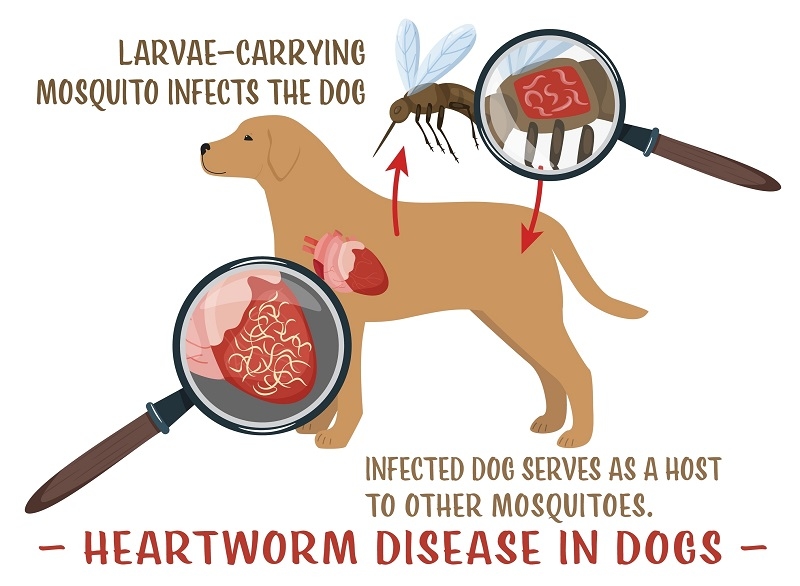 Dog Heartworm