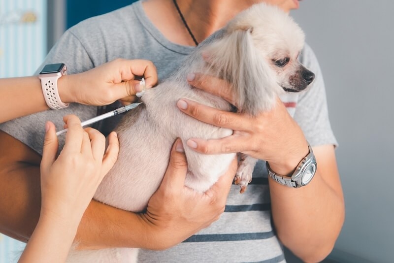 veteran giving medicine injection to dog