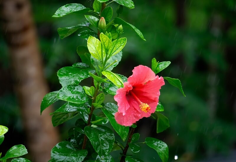 hibiscus plant in monsoon