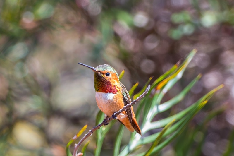 hummingbird trail