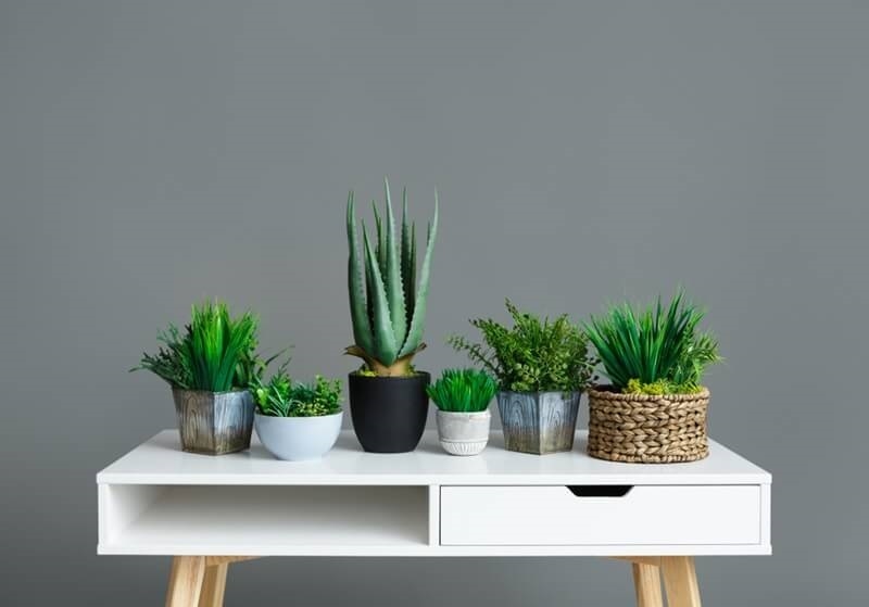 indoor-air-purifier-plant