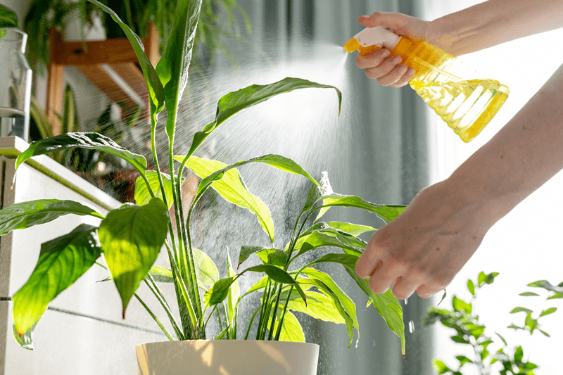 plant care mistakes