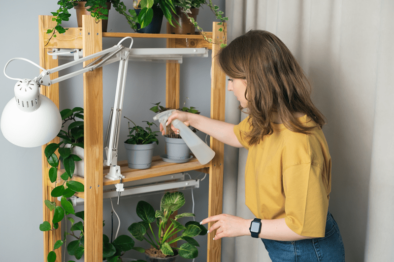 indoor plants, plant watering tips, houseplant care, low light plants, beginner plants