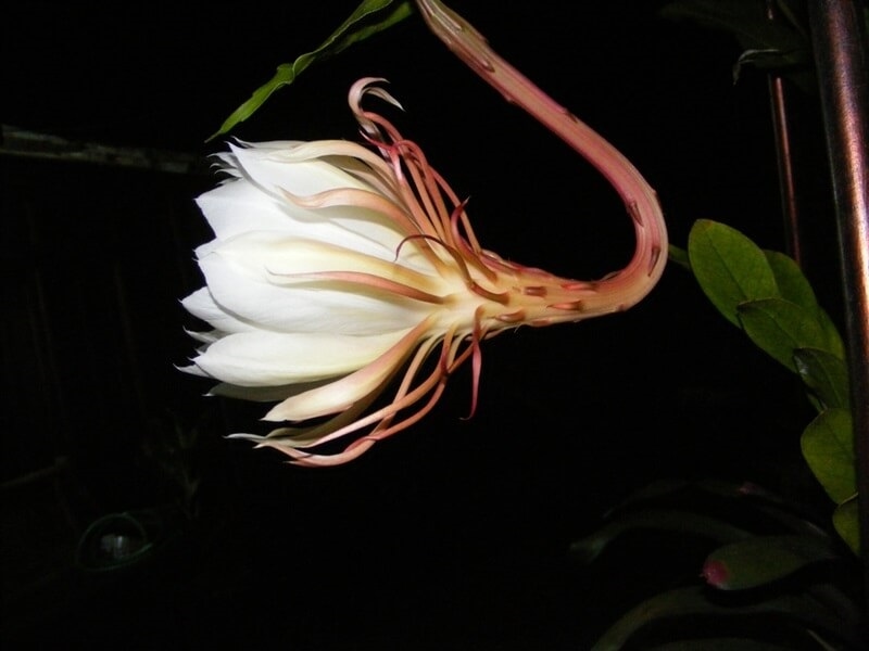 kadupul-orchid