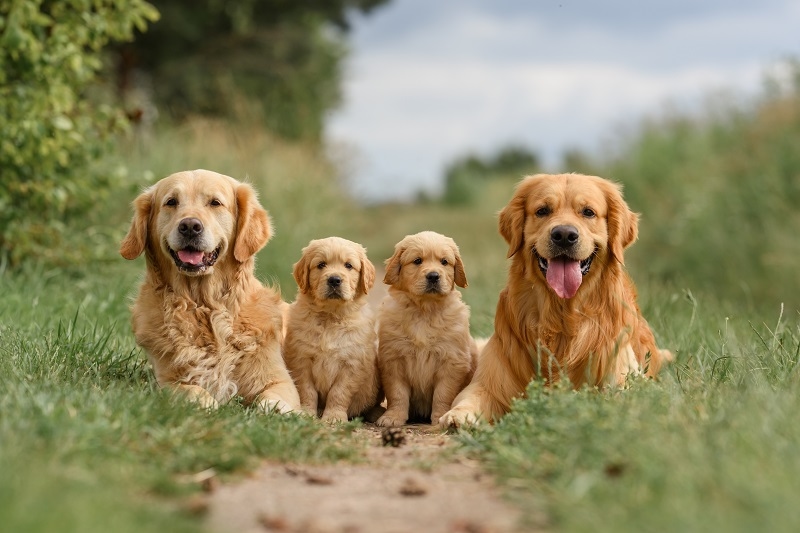 Labrador Child Friendly Pets
