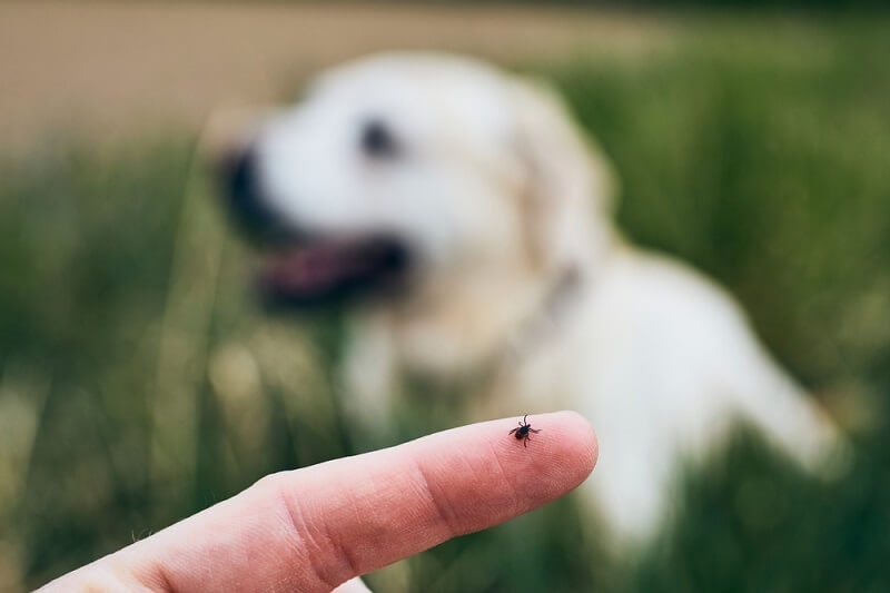 woman finger pointing having tick in her finger and labrador dog sitting in background