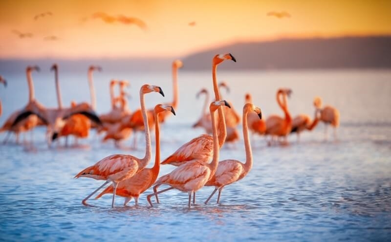 lake-nakuru-kenya-flammingo
