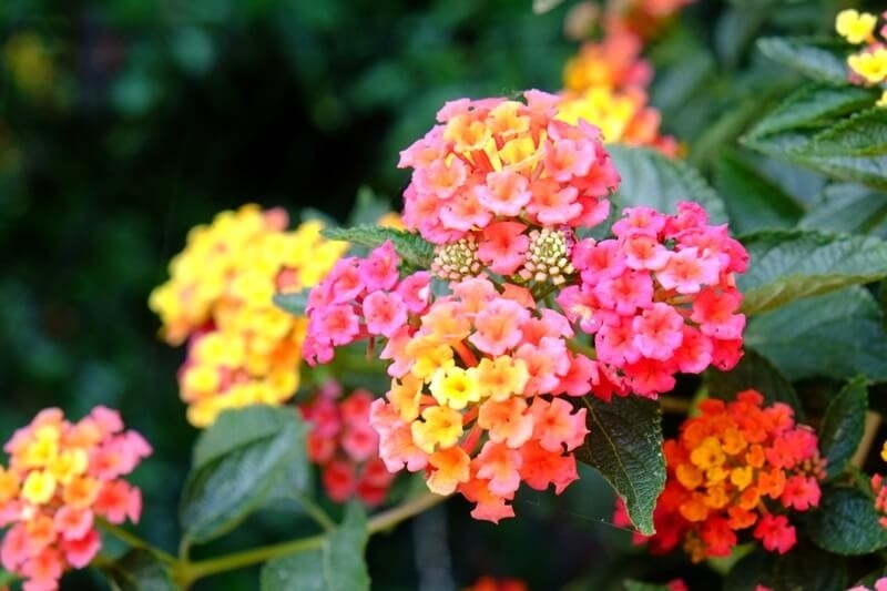 lantana-plant