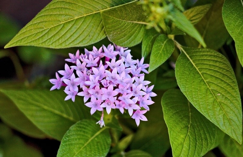 lavender flower plant