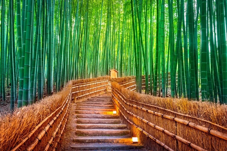 Kyoto bamboo forest