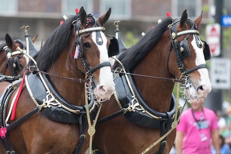 louisville-kentucky-pegasus-parade