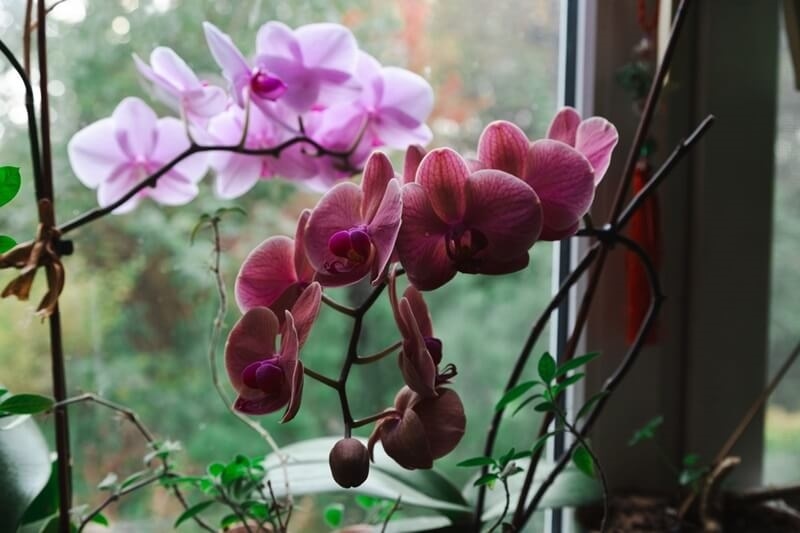 low-light-indoor-flowers