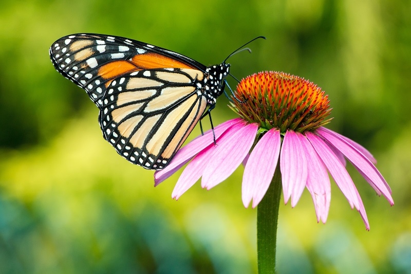 Beginner-Friendly Plant List