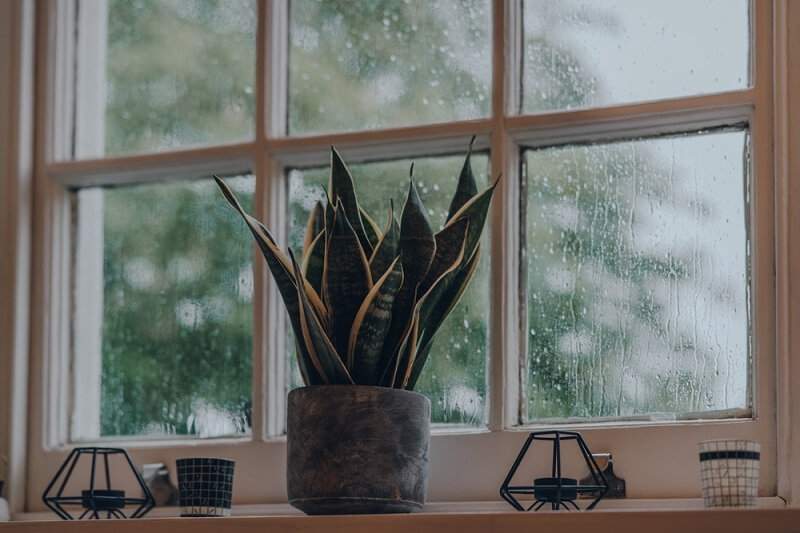 zz plant in low light 