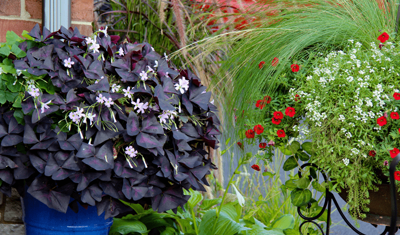 easy care plants, drought tolerant plants, hardy plants, beginner garden plants, simple gardening