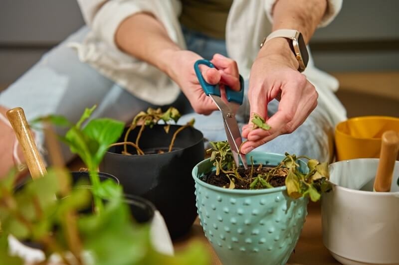man trimming stem of the dried plant