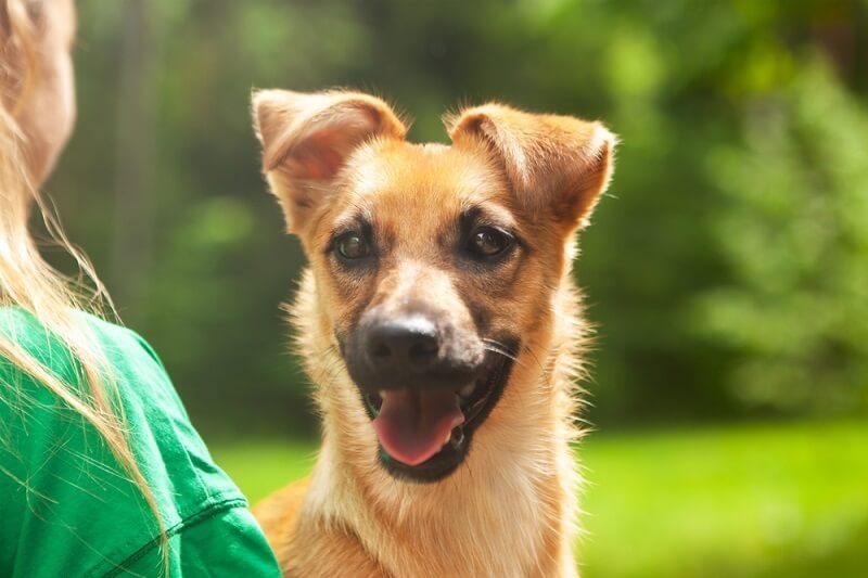 mixed breed family dog
